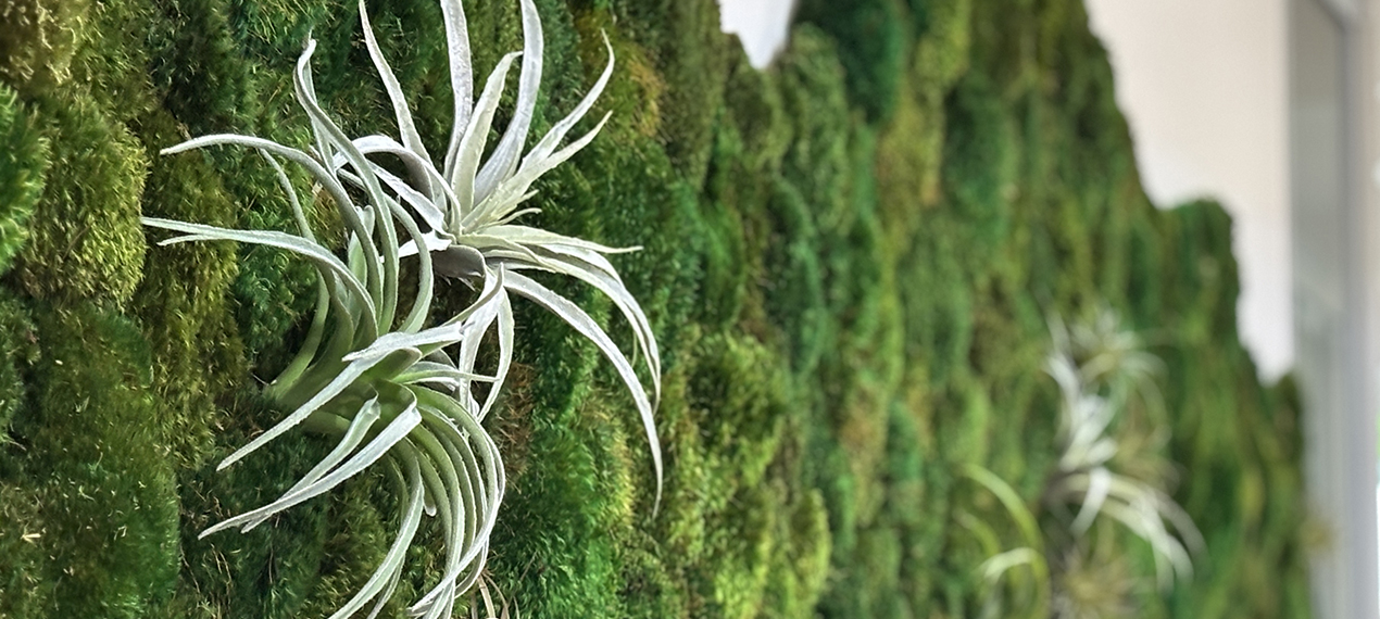 Mosswall: The Origin Story
