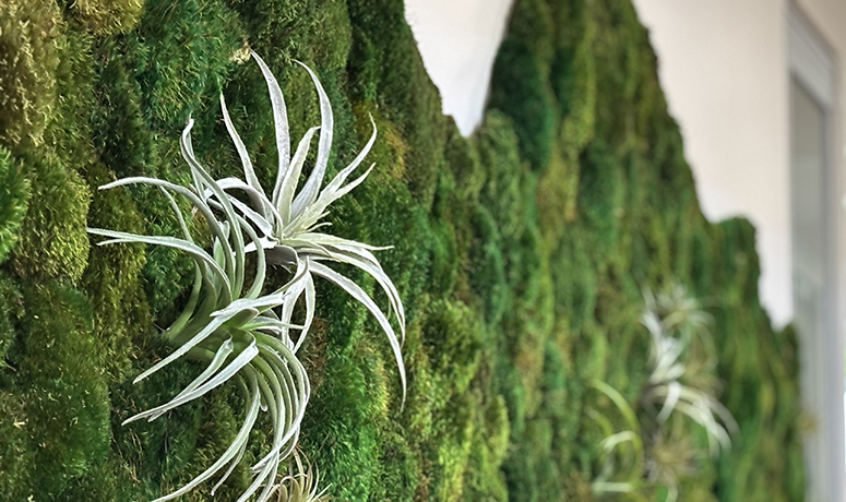 Mosswall Origin Story
